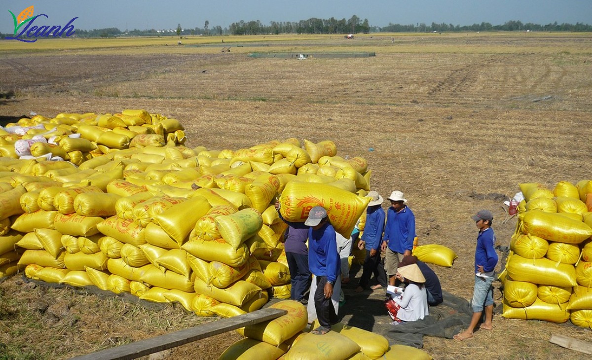nhung-yeu-to-thuc-day-gia-gao